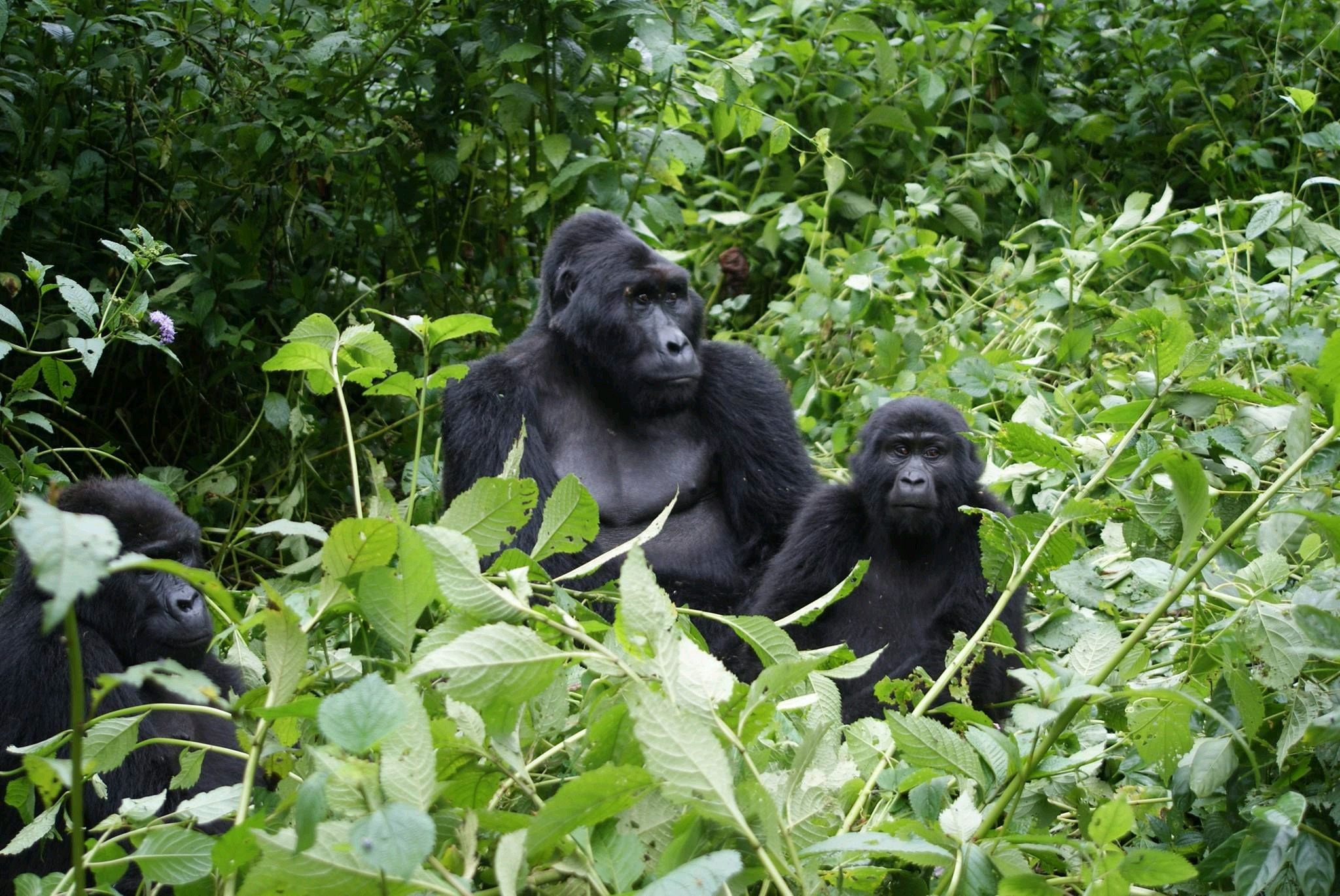 When is the best time for 12 Days Rwanda primate safari holiday 